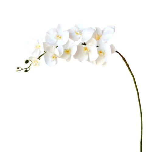 Phalaenopsis Orchid Olympia White 98cm