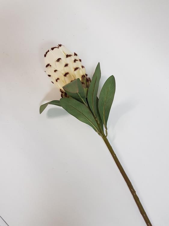 Native Protea Cream - Image 3