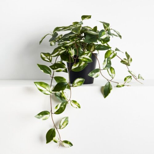 Artificial Hoya Hanging Plant 33cm