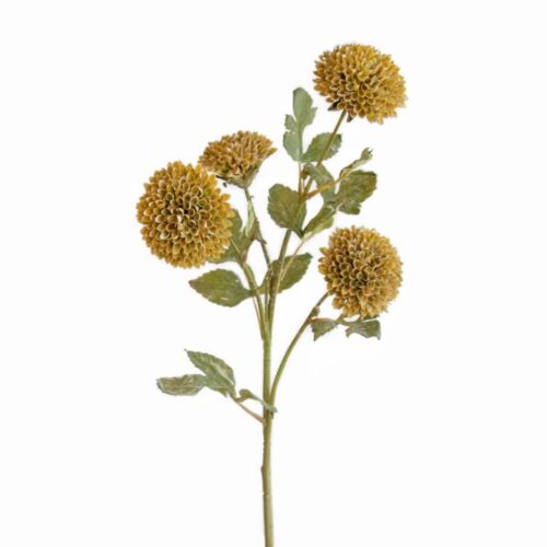 Scabiosa Pincushion Spray Mustard 66cm