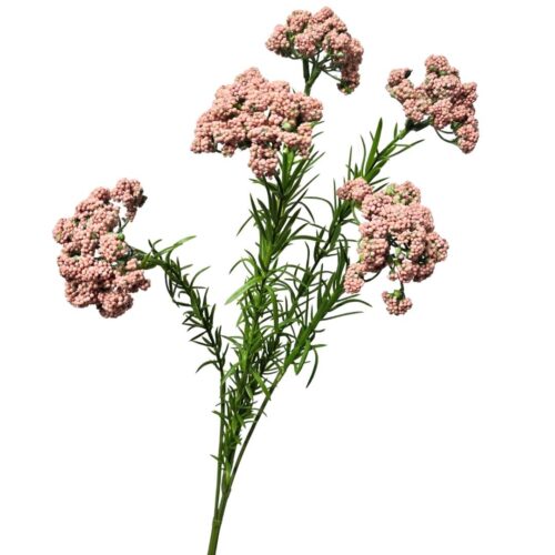 Viburnum Berry x 5 Pink 73cm