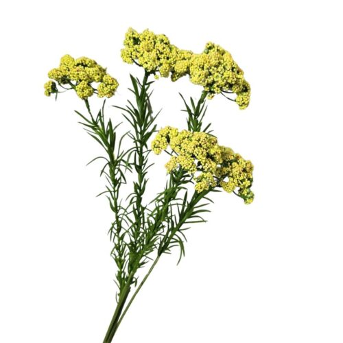 Viburnum Berry x 5 Yellow 73cm