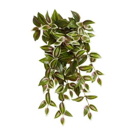 Wandering Jew Hanging Plant 50cm