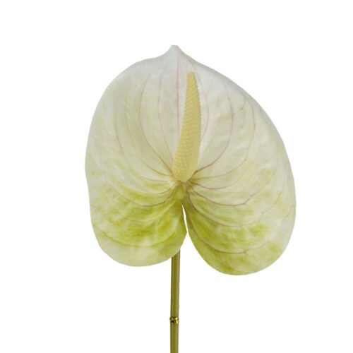 Anthurium Lily flower Lime 60cm