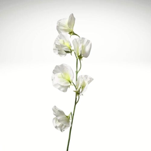Artificial Sweet Pea White 42cm