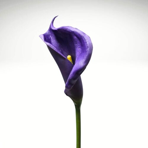 Calla Lily Real Touch Early Bloom Purple 67cm