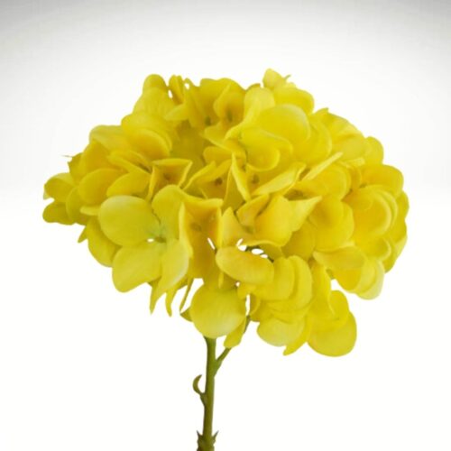 Hydrangea Little Diva Yellow 35cm