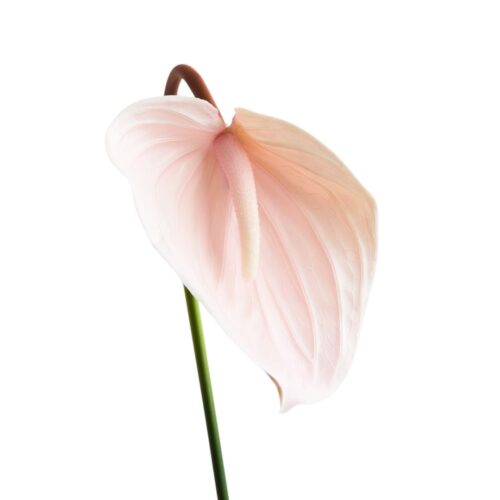 Artificial Anthurium Soft Pink 74cm