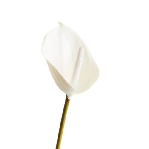 Artificial Anthurium White 60cm