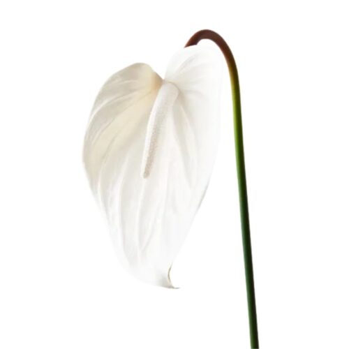 Artificial Anthurium White 74cm