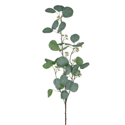 Eucalyptus Dollar Gum Eddie 104cm