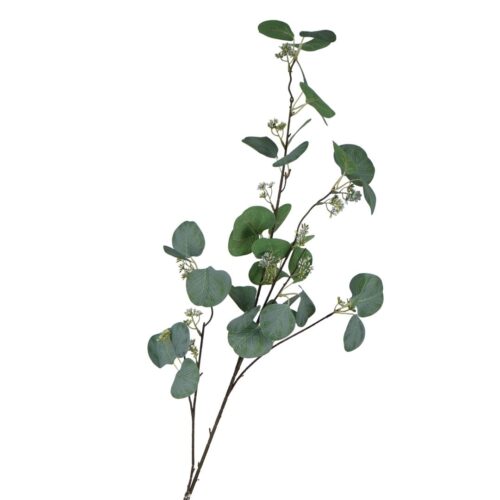 Eucalyptus Dollar Gum Ethan 110cm