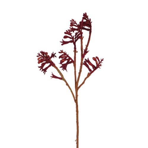 Kangaroo Paw Red 65cm