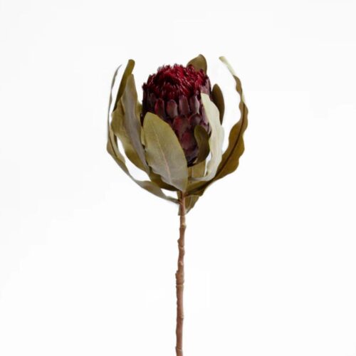 Rustic Queen Protea Burgundy 67cm