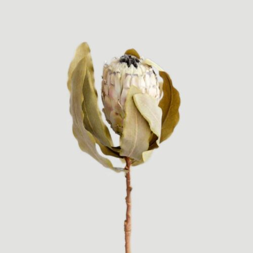 Rustic Queen Protea Cream 67cm