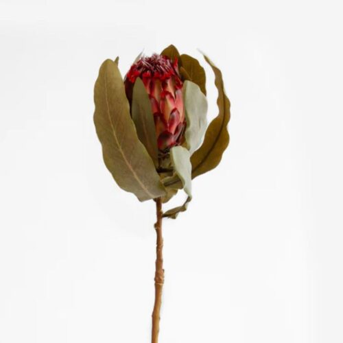 Rustic Queen Protea Scarlet 67cm