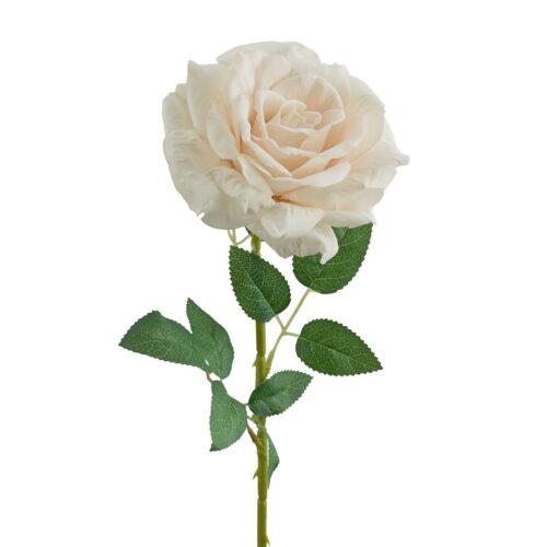 Bloomed Rose Magna Champagne 77cm