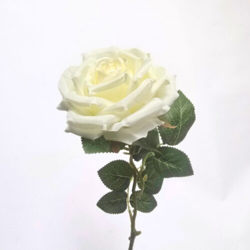 Full Bloom Rose Tubby White 65cm