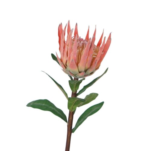 King Protea Australis Coral 58cm