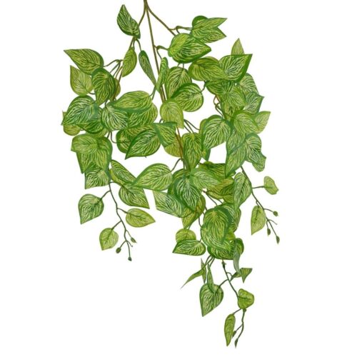 Marble Pothos Hanging Bush Green 70cm