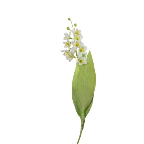 Campanula Bell flower White 40cm