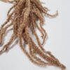 Preserved Amaranthus Latte - Image 3