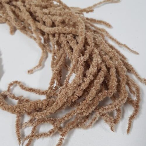 Preserved Amaranthus Latte