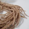 Preserved Amaranthus Latte - Image 5