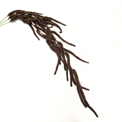 Amaranthus Deep Coffee 81cm