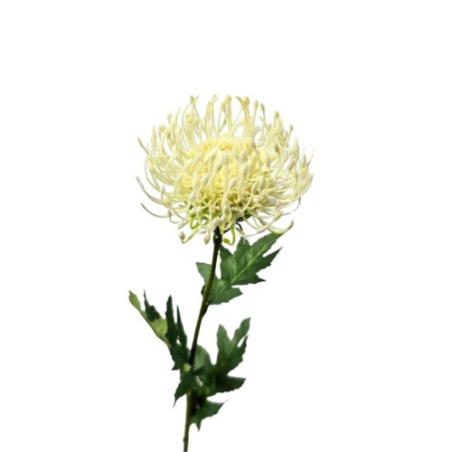 Artificial Native Leucospermum White 55cm