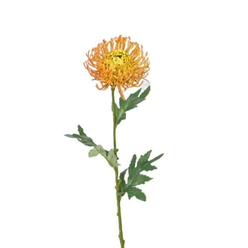 Native Leucospermum Orange 55cm