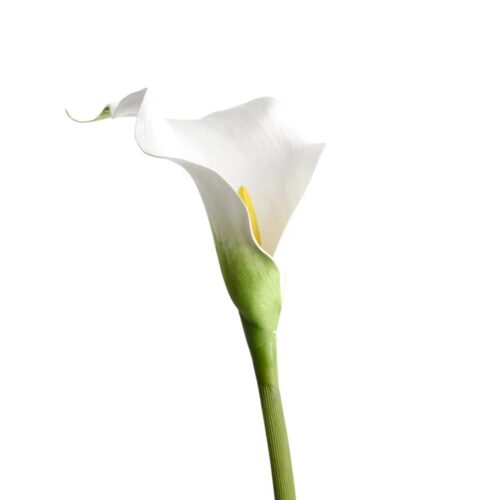 Artificial Calla Lily White 61cm