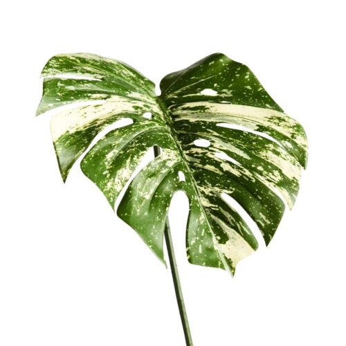 Artificial Monstera Leaf Variegated 80cm