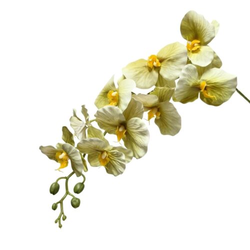 Phalaenopsis Orchid Bliss Olive 92cm