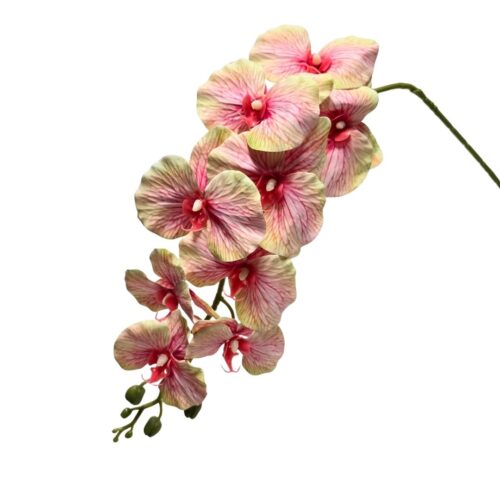 Phalaenopsis Orchid Bliss Pink 97cm