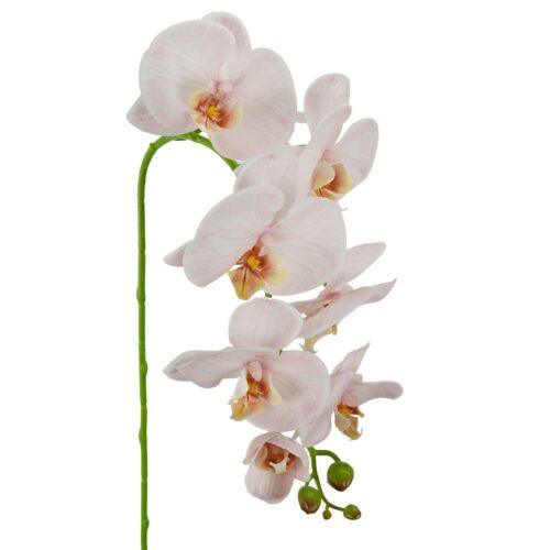 Phalaenopsis Orchid Odilia Barely Pink 96cm