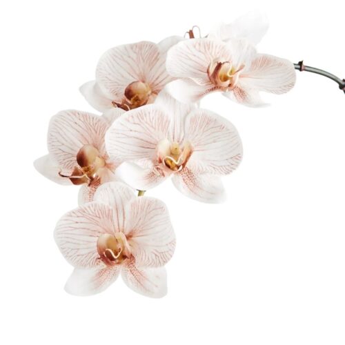 Artificial Phalaenopsis Orchid Natural 86cm