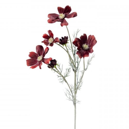 Cosmos Wild Flower burgundy 60cm