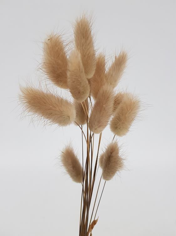 Bunny Tails Natural Dried - Image 2
