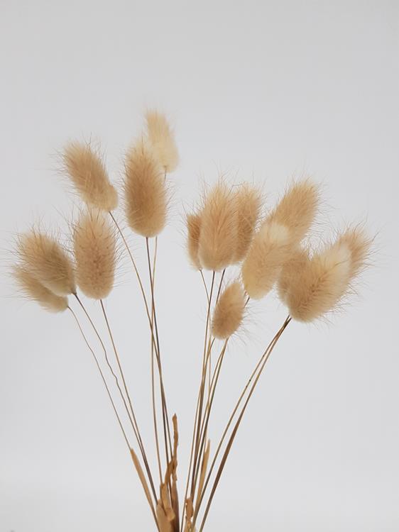 Bunny Tails Natural Dried - Image 3