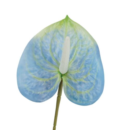 Anthurium Lily flower Blue 60cm