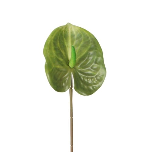 Anthurium Lily flower Chartreuse 60cm