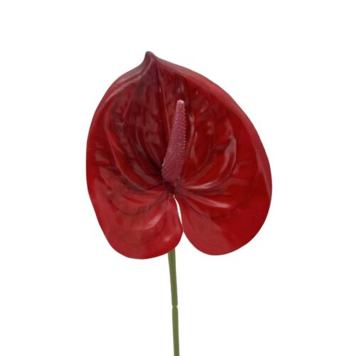 Anthurium Lily flower Ruby 60cm