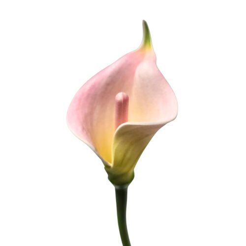 Artificial Calla Lily Mini Pink 38cm