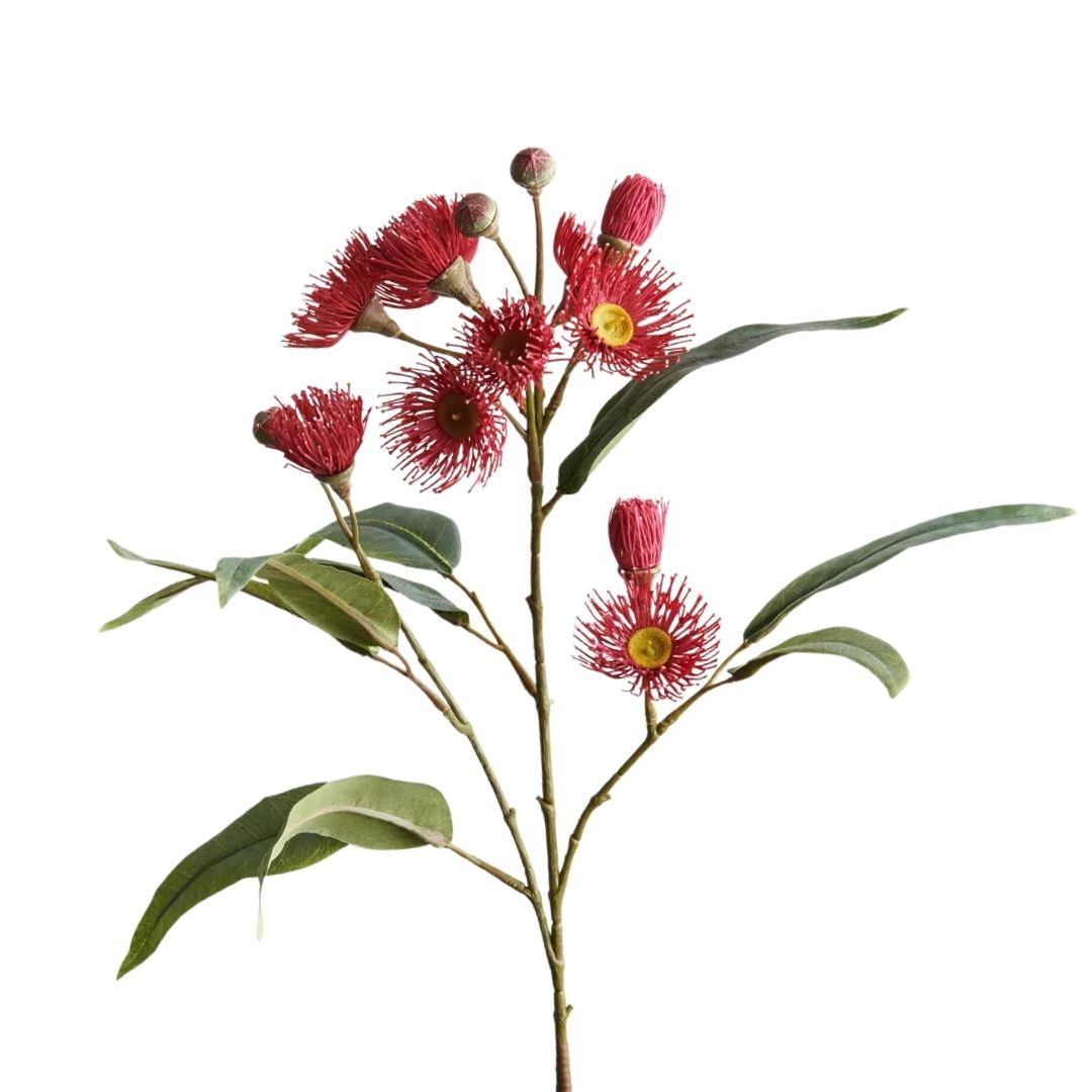 Eucalypt Flowering Gum Red 75cm