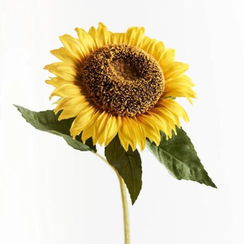 Field Sunflower Stem 60cm