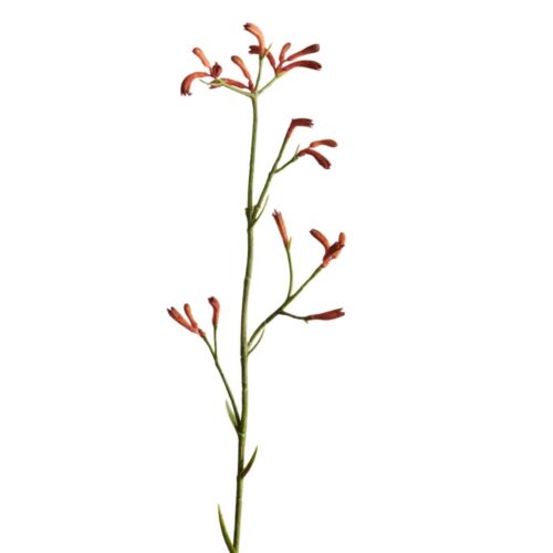 Kangaroo Paw Dark Orange 77cm