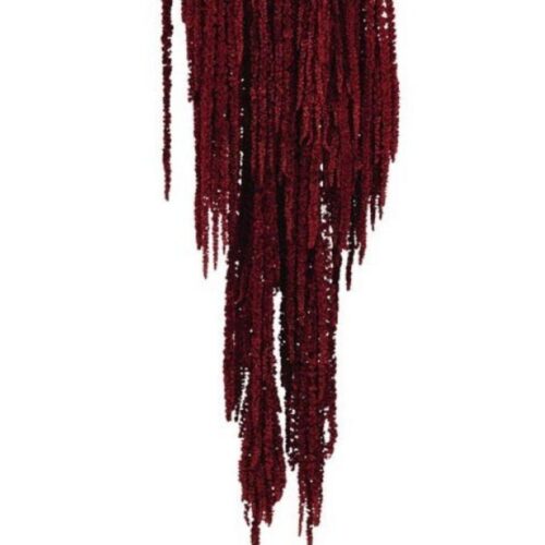 Preserved Amaranthus Deep Burgundy