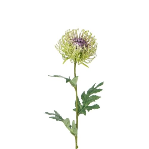 Artificial Native Leucospermum Green 55cm