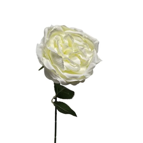 David Austin Bloom White 36cm